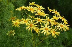 Photo of plant Giant Coreopsis with yellow flowers